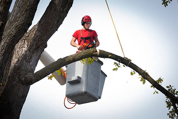 Best Tree Pruning Services  in Cloverleaf, TX